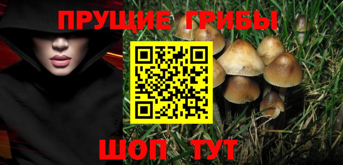 Волгодонск  Псилоцибиновые грибы Psilocybe  Вход с VPN 